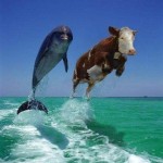 Si vous voyez deux dauphins, tout va bien