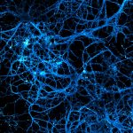 100 000 000 000 de neurones dans votre cerveau